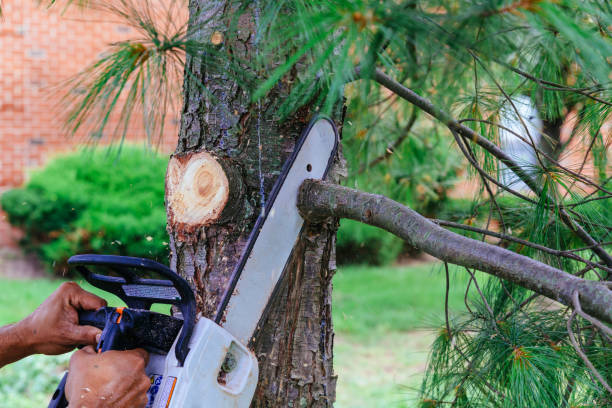 Best Fruit Tree Pruning  in Matteson, IL